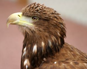 Ein Seeadler im Naturpark Nossentiner/Schwinzer Heide